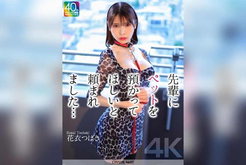[CRNX-254] [4K] I Was Asked by My Senior to Take Care of Her Pet… Tsubaki Hanai - JAV.LI - jav free streaming and download